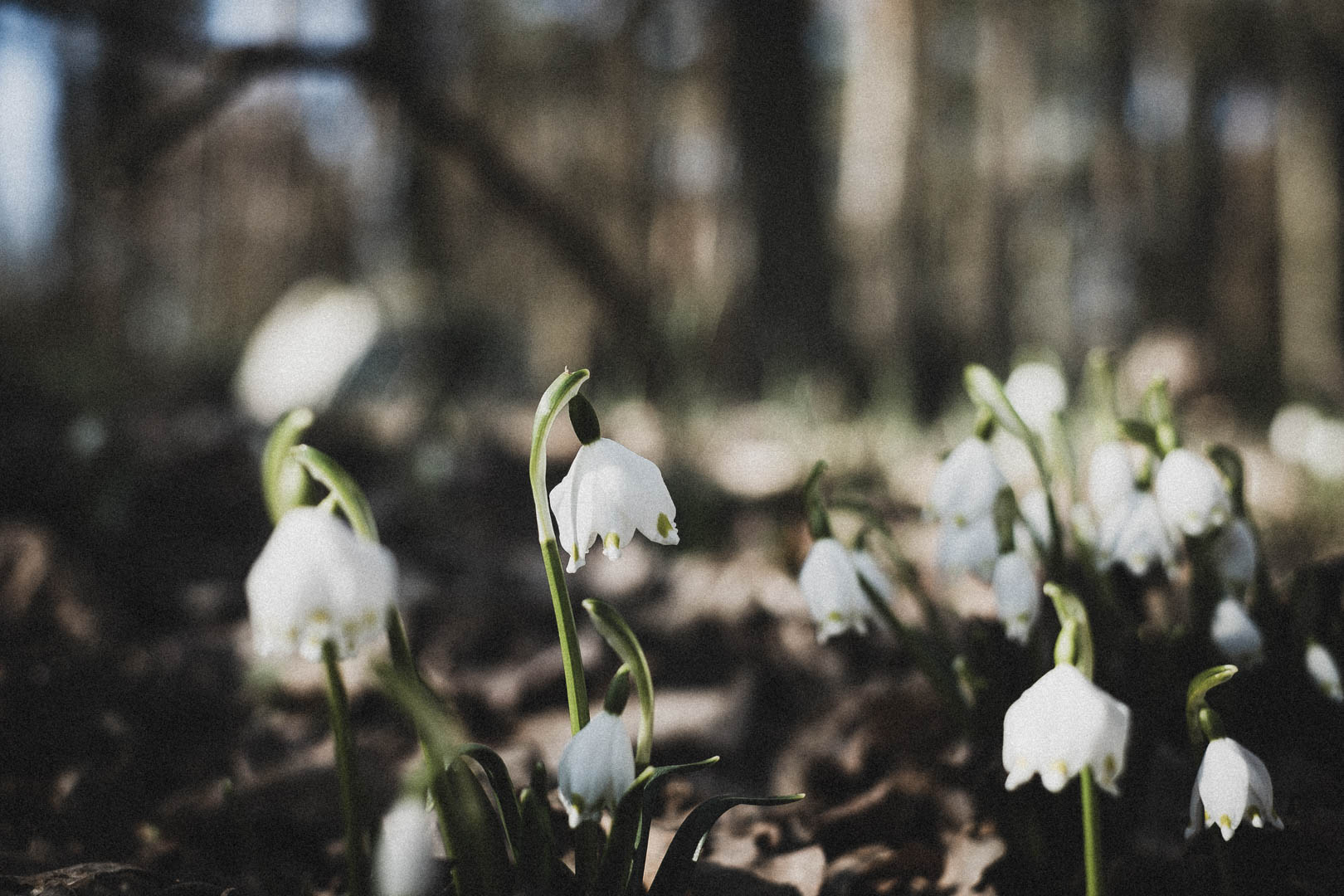 Haarhausen (Borken), Jüdischer Friedhof